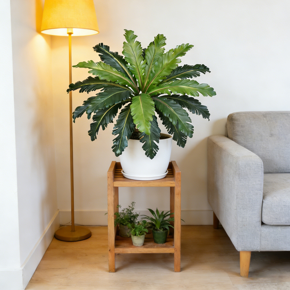 45-50cm Tropical Fake Persian  - Fiddle Leaf Fig review and price